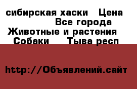 l: сибирская хаски › Цена ­ 10 000 - Все города Животные и растения » Собаки   . Тыва респ.